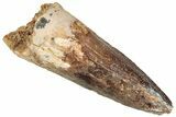 Fossil Spinosaurus Tooth - Real Dinosaur Tooth #296558-1